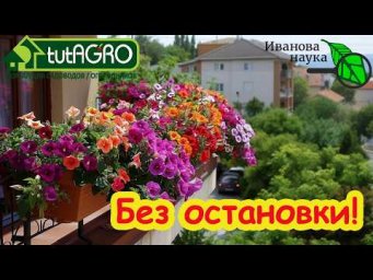 Земля в кашпо как губка: дешевые добавки, чтобы цветы цвели всё лето. Нашел отличный вариант!