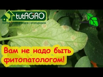 ВСЕ БОЛЕЗНИ ПОБЕДИТЬ ЗА 5 МИНУТ! Ни одна болезнь не придет в  теплицу, если сделаете так.
