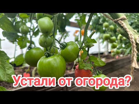 ПОЛИВАЮ ЭТИМ ОГОРОД и НЕТ НИКАКИХ БОЛЕЗНЕЙ. Помогает от фитофторы и не только.