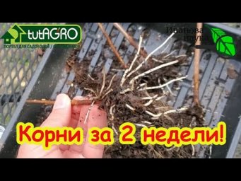 ЧЕРЕНКОВАНИЕ ГОРТЕНЗИИ ОСЕНЬЮ: это проще простого! Без замачивания и Корневина - гарантия 100 %!
