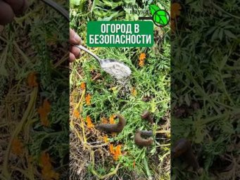 1 ЛОЖКА И СЛИЗНИ НЕ ПЕРЕЗИМУЮТ! Никто не ожидал, что это ТАК легко. Обработка от вредителей