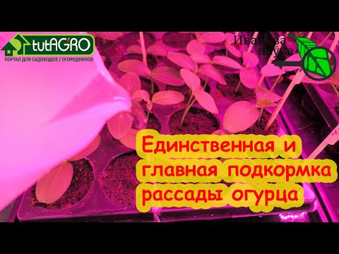 САМАЯ ВАЖНАЯ И ЕДИНСТВЕНННАЯ подкормка огурца, которая действительно нужна для сильной рассады. САМАЯ ВАЖНАЯ И ЕДИНСТВЕНННАЯ подкормка огурца, которая действительно нужна для сильной рассады.