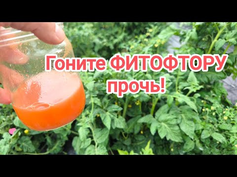 ОДНА КАПЛЯ и НИКАКОЙ ФИТОФТОРЫ! Срочное избавление от фитофторы и пероноспороза во всем огороде. ОДНА КАПЛЯ и НИКАКОЙ ФИТОФТОРЫ! Срочное избавление от фитофторы и пероноспороза во всем огороде.