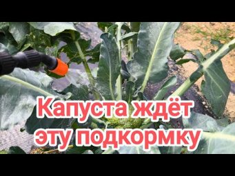 ПОЛ ЧАЙНОЙ ЛОЖКИ И УРОЖАЙ КАПУСТЫ ЗАШКАЛИВАЕТ! Дайте капусте эту подкормку только 1 раз летом.