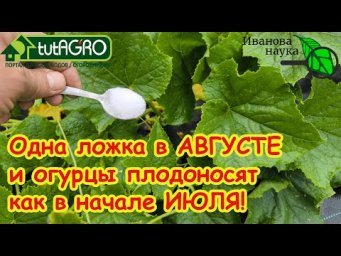 ДАЙТЕ это в АВГУСТЕ ОГУРЦАМ и даже слабые огурцы вмиг заплодоносят до заморозков, а урожай тоннами!