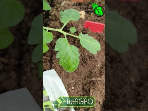 Лучше НАВОЗА! СТАРУЮ МУЛЬЧУ НЕ ВЫБРАСЫВАЙТЕ! Превращаем опасную мульчу в мощное удобрение!