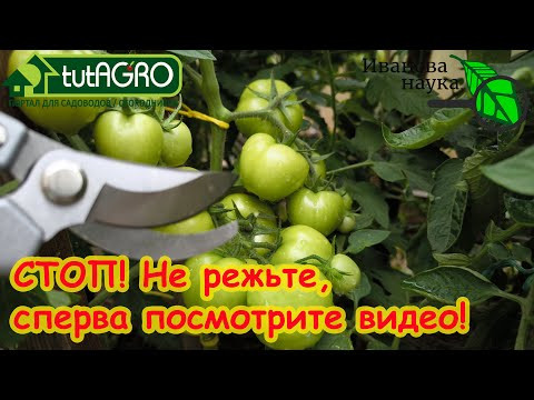 ОПАСНО!!! ПОЧЕМУ НЕЛЬЗЯ РВАТЬ ЛИСТЬЯ У ТОМАТОВ? НЕ РЕЖЬТЕ, пока не посмотрите это видео! ОПАСНО!!! ПОЧЕМУ НЕЛЬЗЯ РВАТЬ ЛИСТЬЯ У ТОМАТОВ? НЕ РЕЖЬТЕ, пока не посмотрите это видео!