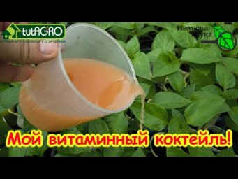 ТОМАТЫ ВМИГ ПОЙДУТ В РОСТ И НАЧНУТ ВЯЗАТЬ ПЛОДЫ: дайте им этот витаминный розовый раствор.