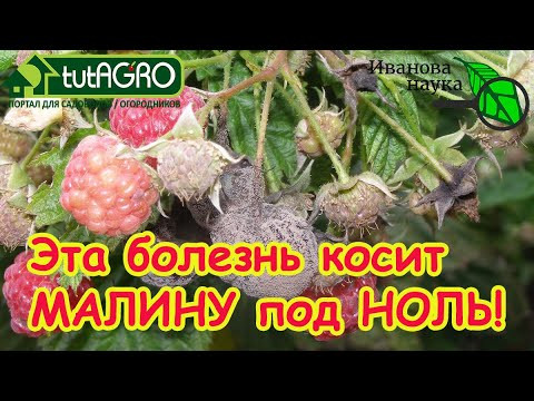 МОНИЛИОЗ МАЛИНЫ: вот чем бороться с самыми опасными болезнями на малине, ежевике и клубнике. МОНИЛИОЗ МАЛИНЫ: вот чем бороться с самыми опасными болезнями на малине, ежевике и клубнике.
