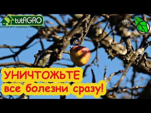 ПЕРВАЯ ОБРАБОТКА САДА ВЕСНОЙ: ОДНО СРЕДСТВО для ВСЕХ растений, без ожогов и химии. Мощное,безопасное ПЕРВАЯ ОБРАБОТКА САДА ВЕСНОЙ: ОДНО СРЕДСТВО для ВСЕХ растений, без ожогов и химии. Мощное,безопасное