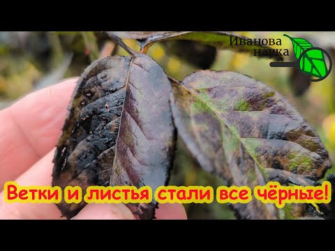 ЛИСТЬЯ и ВЕТКИ ПОЧЕРНЕЛИ! Причины могут вас удивить. Как лечить черные ветви и листья у растений. ЛИСТЬЯ и ВЕТКИ ПОЧЕРНЕЛИ! Причины могут вас удивить. Как лечить черные ветви и листья у растений.