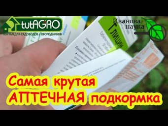 ЖЕЛТЕЮТ ЛИСТЬЯ У ОГУРЦА или ТОМАТА? Срочно дайте этот состав. Рецепт удивительно мощной подкормки.