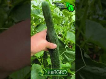 45 СМ УДОВОЛЬСТВИЯ! Кто любит такие огурцы?