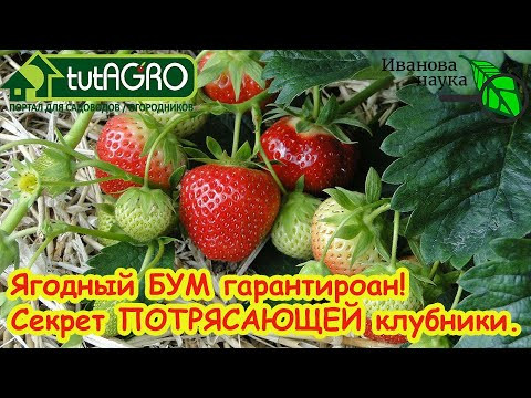 ЛУЧШАЯ ПОДКОРМКА КЛУБНИКИ ОСЕНЬЮ! Не упустите рекордный урожай - от этой подкормки ВСЁ и зависит. ЛУЧШАЯ ПОДКОРМКА КЛУБНИКИ ОСЕНЬЮ! Не упустите рекордный урожай - от этой подкормки ВСЁ и зависит.