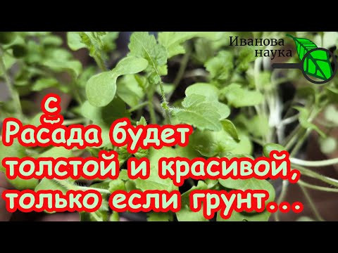 БЕЗ АНАЛИЗОВ и ПРИБОРОВ: ТЕСТИРУЕМ ГРУНТ ПО 2,99. Всё, что нужно знать о дешевых грунтах для рассады БЕЗ АНАЛИЗОВ и ПРИБОРОВ: ТЕСТИРУЕМ ГРУНТ ПО 2,99. Всё, что нужно знать о дешевых грунтах для рассады
