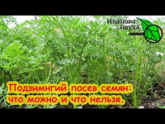 ЧТО МОЖНО СЕЯТЬ ПОД ЗИМУ? Какие семена можно, а какие нельзя сеять под зиму. Надежный посев семян.