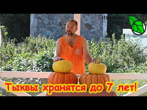 ТЫКВЫ ХРАНЯТСЯ ДО 7 ЛЕТ! Что делать с недозрелой тыквой. После этого рецепта вы полюбите тыкву! ТЫКВЫ ХРАНЯТСЯ ДО 7 ЛЕТ! Что делать с недозрелой тыквой. После этого рецепта вы полюбите тыкву!