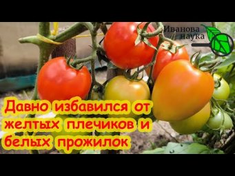 ЖЕЛТЫХ ПЛЕЧИКОВ и БЕЛОЙ СЕРЕДИНЫ на томатах НЕ БУДЕТ, если воспользуетесь моим советом.