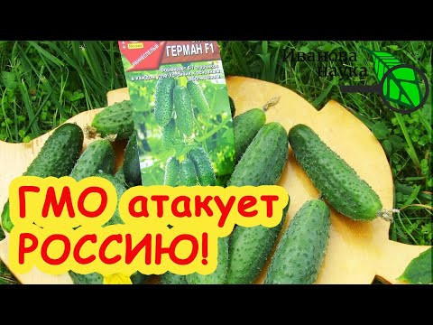 Семена Партнер, Семена Алтая и Аэлита торгуют ГМО? МНЕНИЕ ГЕНЕТИКА: сколько люди скупают ГМО семян. Семена Партнер, Семена Алтая и Аэлита торгуют ГМО? МНЕНИЕ ГЕНЕТИКА: сколько люди скупают ГМО семян.