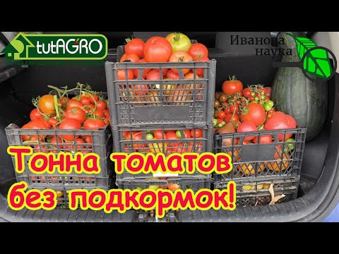 Запомните эту схему БЕЗ ПОДКОРМОК! Как вырастить много вкусных томатов вообще без подкормок.