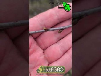 СРОЧНО ОСТАНОВИТЕСЬ! АПРЕЛЬ: это нельзя распылять в саду! Чем уже поздно обрабатывать сад и почему.
