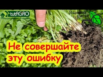 ВОТ ПОЧЕМУ ВАМ ТРУДНО ИЗБАВИТЬСЯ ОТ СОРНЯКОВ. Из-за этой ошибки полно сныти и вьюнка.