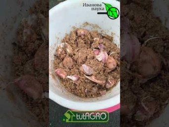 ОПАЗДЫВАЕТЕ С ПОСАДКОЙ ЧЕСНОКА? Не 6еда! Вот как надо посадить чеснок для большого урожая!