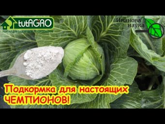 Убойная подкормка для капусты: +100 кг к урожаю! Невероятный результат подкормки капусты!
