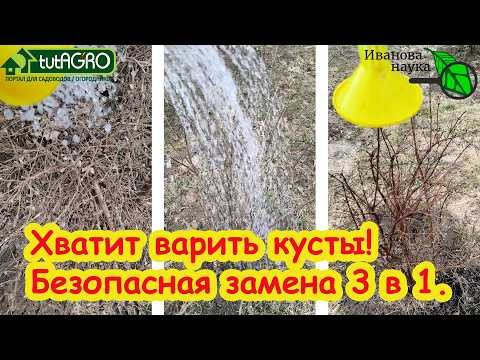 ЗАБУДЬТЕ О КИПЯТКЕ! Этим раствором уничтожаю ВСЕ болезни и вредителей на кустах. ЗАБУДЬТЕ О КИПЯТКЕ! Этим раствором уничтожаю ВСЕ болезни и вредителей на кустах.