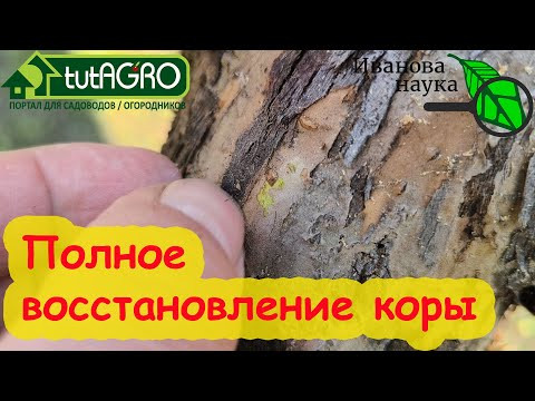 ЛЕЧЕНИЕ ДЕРЕВА. Отошла кора, трещины, чернота? Это средство обязательно поможет!