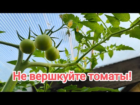 ТОМАТЫ СОЗРЕЮТ В 3 РАЗА БЫСТРЕЕ с кормовым пасынком!
