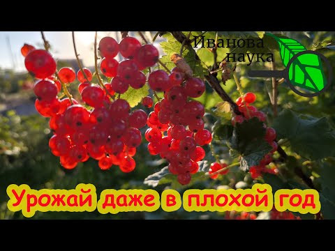 КАПЛЯ ЭТОГО СРЕДСТВА - ОГРОМНЫЙ УРОЖАЙ СЛАДКОЙ СМОРОДИНЫ и МАЛИНЫ. Крыжовник не болеет. КАПЛЯ ЭТОГО СРЕДСТВА - ОГРОМНЫЙ УРОЖАЙ СЛАДКОЙ СМОРОДИНЫ и МАЛИНЫ. Крыжовник не болеет.