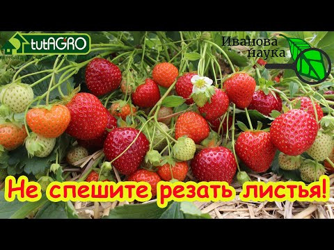 УХОД ЗА КЛУБНИКОЙ после сбора урожая. Сроки обрезки листьев. Подкормка и обработка от болезней. УХОД ЗА КЛУБНИКОЙ после сбора урожая. Сроки обрезки листьев. Подкормка и обработка от болезней.
