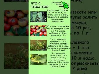 ЧТО С ТОМАТАМИ? Чем болеет томат? Пятна на листьях томата. Листья желтеют Плоды гниют Чем подкормить