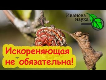 ТОП-7 ВОПРОСОВ ОБ ИСКОРЕНЯЮЩЕЙ ОБРАБОТКЕ ОСЕНЬЮ. Всё, что надо знать об искоренении болезней в саду.