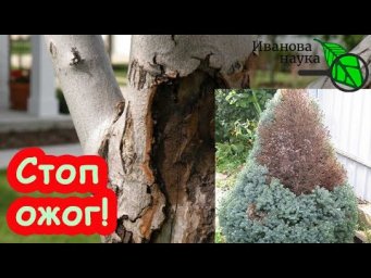 СТОП-ОЖОГ: опасное зимнее солнце. Как убрать морозобоины, трещины ствола и ожоги хвойных в саду.