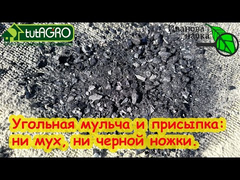 ГОТОВЛЮ УГОЛЬ НА ПРИСЫПКУ СЕМЯН. От плесени, мух, гнили и черной ножки - присыпка м мульча с углем. ГОТОВЛЮ УГОЛЬ НА ПРИСЫПКУ СЕМЯН. От плесени, мух, гнили и черной ножки - присыпка м мульча с углем.