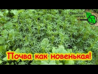 ОТКАЗАЛСЯ ОТ НАВОЗА НАВСЕГДА! Заменяет 300 кг навоза! Этот сидерат удобрение! Сейте осенью и весной.