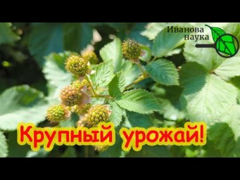 СДЕЛАЙТЕ ЭТО и МАЛИНА ЗАВАЛИТ ВАС УРОЖАЕМ! Ни одной гнилой ягоды! Ежевика ВЁДРАМИ!
