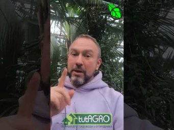 Это растение должно быть в спальне У КАЖДОГО, особенно если ваш возраст 50+.