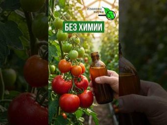 ПОКРАСНЕЮТ БЕЗ СТЫДА, фитофтора на томатах исчезнет! 