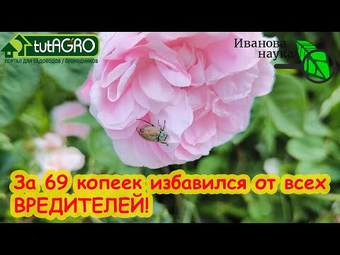 САМОЕ БЮДЖЕТНОЕ СРЕДСТВО ДЛЯ ИЗГНАНИЯ ТЛИ, БЕЛОКРЫЛКИ, КОЛОРАДСКОГО ЖУКА и ТРИПСОВ. Не тратьтесь зря САМОЕ БЮДЖЕТНОЕ СРЕДСТВО ДЛЯ ИЗГНАНИЯ ТЛИ, БЕЛОКРЫЛКИ, КОЛОРАДСКОГО ЖУКА и ТРИПСОВ. Не тратьтесь зря