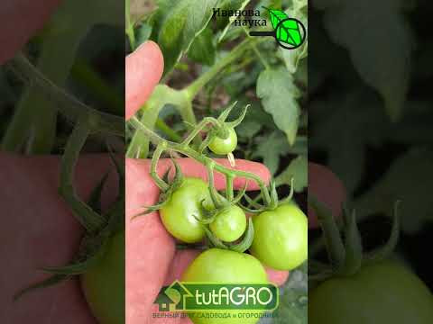 КИСТИ ТОМАТОВ ЛОМЯТСЯ ОТ УРОЖАЯ! Что делать?