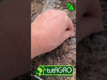 Положите одну таблетку в лунку при высадке рассады и она не будет болеть и даст отличный урожай.