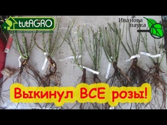 ЗАРАЗИТЕ ВЕСЬ УЧАСТОК! НАЗВАН САМЫЙ ХУДШИЙ ИНТЕРЕНЕТ-МАГАЗИН! Пришлось выкинуть все розы и малину.