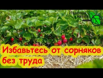 ПОСЛЕ СБОРА УРОЖАЯ КЛУБНИКИ ИЗБАВЬТЕСЬ от ВСЕХ СОРНЯКОВ: без прополки, мульчи и агроткани.