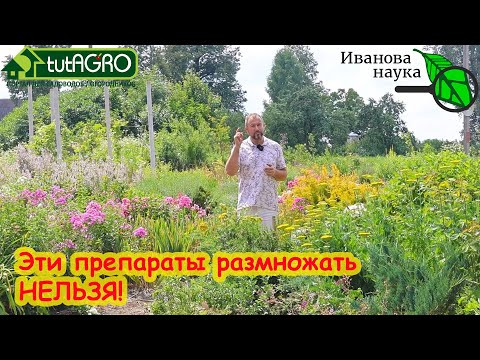 ЭТИ ПРЕПАРАТЫ НЕЛЬЗЯ РАЗМНОЖАТЬ! Какие препараты можно выращивать дома, а какие нет. ЭТИ ПРЕПАРАТЫ НЕЛЬЗЯ РАЗМНОЖАТЬ! Какие препараты можно выращивать дома, а какие нет.