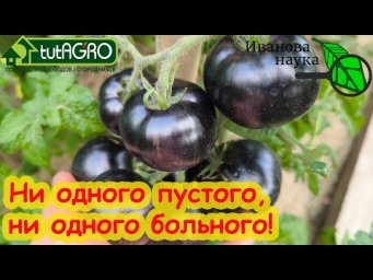 ПРОСТО ПОВТОРЯЮ ЭТУ ПОДКОРМКУ КАЖДЫЕ 2 НЕДЕЛИ. И томатов МОРЕ!