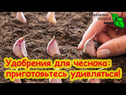 САМАЯ ЛУЧШАЯ ЗАПРАВКА ГРЯДОК ПОД ЧЕСНОК и ЛУК! Какие удобрения дать для крупного и здорового чеснока САМАЯ ЛУЧШАЯ ЗАПРАВКА ГРЯДОК ПОД ЧЕСНОК и ЛУК! Какие удобрения дать для крупного и здорового чеснока