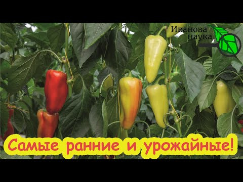 ДВА ОЧЕНЬ УРОЖАЙНЫХ СОРТА СЛАДКОГО ПЕРЦА, КОТОРЫЕ ЗАВАЛЯТ УРОЖАЕМ УЖЕ В ИЮНЕ! ДВА ОЧЕНЬ УРОЖАЙНЫХ СОРТА СЛАДКОГО ПЕРЦА, КОТОРЫЕ ЗАВАЛЯТ УРОЖАЕМ УЖЕ В ИЮНЕ!